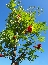 Jarząb mieszańcowy (Sorbus x) 
